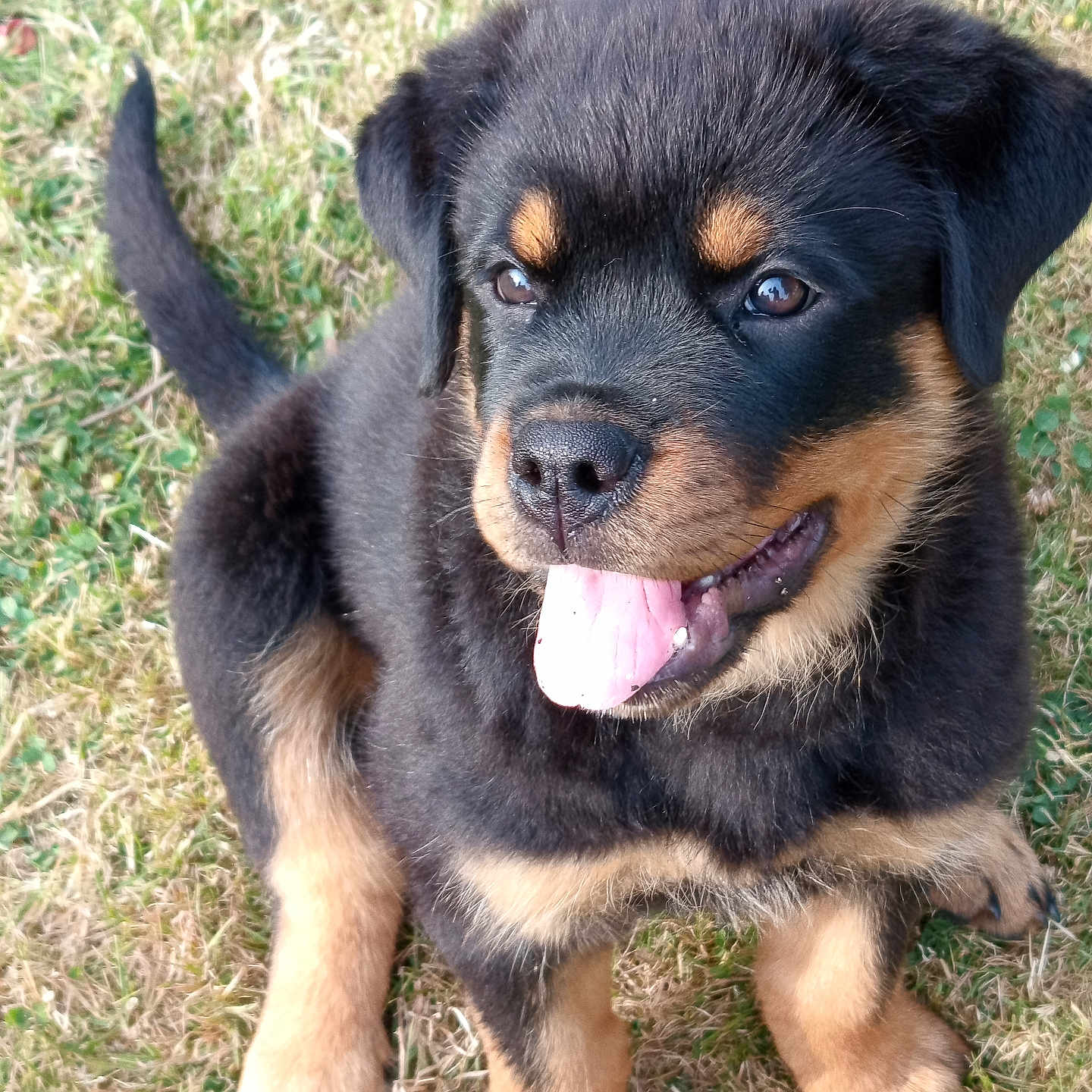 Baya a rejoint le concours — aidez-le/la à gagner de superbes lots ! puppy, rottweiler, dog, grass, tongue_out, cute, pet, animal, outdoor, fur, black_and_tan, young, sitting, happy, playful, canine, friendly, adorable, nature, closeup