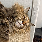 Nugget is registered to the contest to win money with this photo: animal, beige, cat, close_up, cozy, ears, feline, fluffy, fur, home, indoor, mammal, peaceful, pet, relaxation, resting, sleeping, tabby, texture, whiskers
