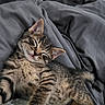 cat, kitten, tabby, sleeping, sleepy, cute, animal, pet, feline, whiskers, ears, closed_eyes, fur, striped_fur, paws, cozy, blanket, bed, indoor, close_up