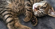 Mewtimor is registered to the contest to win money with this photo: kitten, cat, tabby, sleeping, curled_up, furry, pet, animal, whiskers, paws, pink_nose, closed_eyes, striped_fur, gray_blanket, soft_texture, cozy, indoors, relaxed, cute, portrait