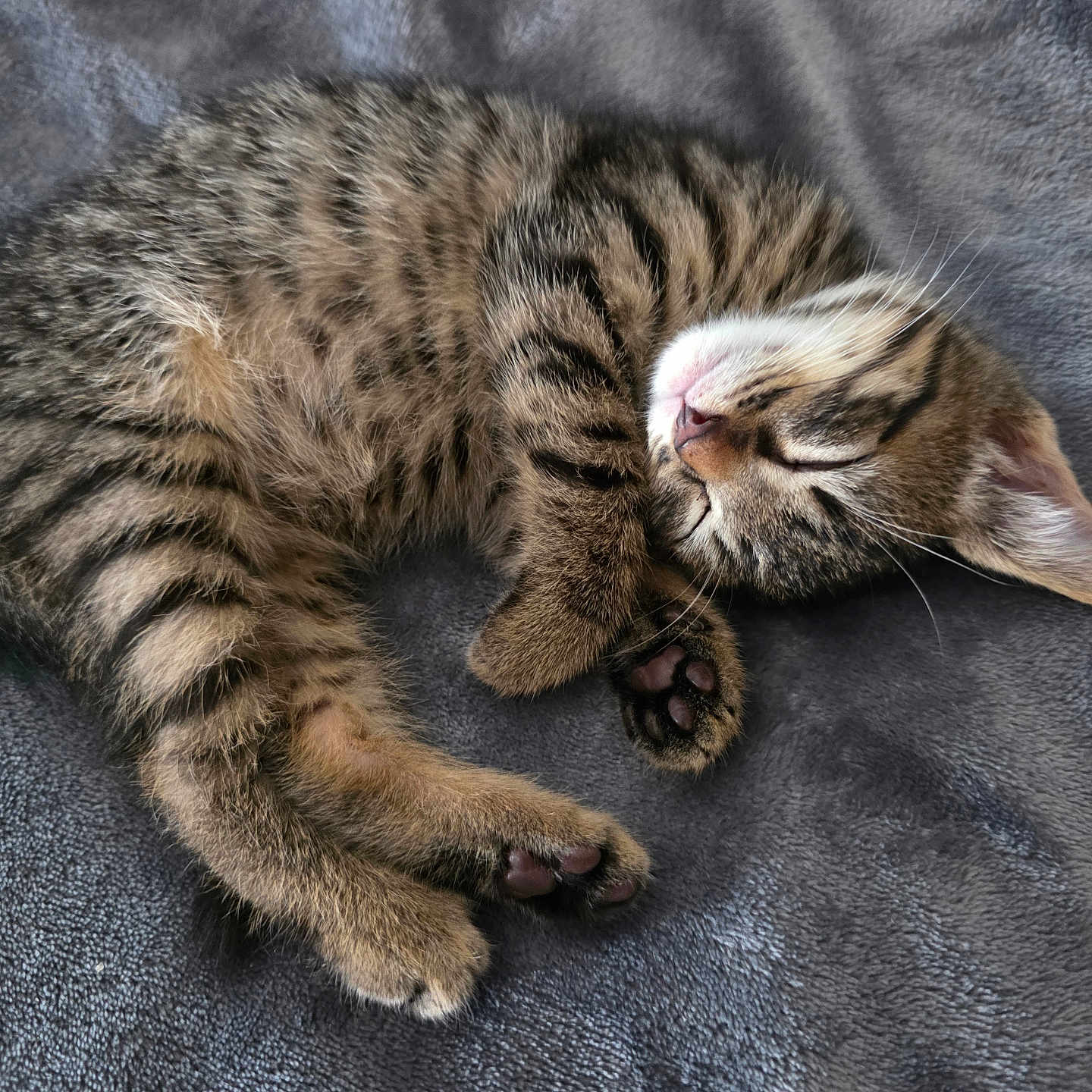 Mewtimor is registered to the contest to win money with this photo: kitten, cat, tabby, sleeping, curled_up, furry, pet, animal, whiskers, paws, pink_nose, closed_eyes, striped_fur, gray_blanket, soft_texture, cozy, indoors, relaxed, cute, portrait