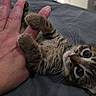 Mewtimor joined the competition — help win amazing prizes! kitten, cat, tabby, pet, animal, wide_eyed, close_up, whiskers, paws, fur, striped_fur, lying_down, playful, human_hand, cuddling, bed, indoors, portrait, adorable, upside_down