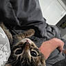 Mewtimor is registered to the contest to win money with this photo: cat, kitten, tabby, pet, animal, feline, lying_down, upside_down, close_up, wide_eyes, whiskers, striped_fur, indoor, bedroom, blanket, person, laptop, cozy, photography, watermark