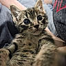 cat, kitten, tabby, animal, pet, feline, close_up, portrait, fluffy, fur, whiskers, ears, eyes, nose, cuddling, being_held, indoor, cozy, cute, photography