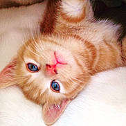 Archie is registered to the contest to win money with this photo: