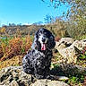 Emmy a rejoint le concours — aidez-le/la à gagner de superbes lots ! dog, curly_coat, black_and_white, panting, tongue, sitting, outdoors, rocks, rocky_landscape, nature, sunlight, blue_sky, trees, branches, autumn, grass, plants, hiking, portrait, scenic