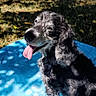 Emmy participe au concours pour gagner de l'argent avec cette photo : dog, cocker_spaniel, curly_fur, black_and_white, panting, tongue_out, sitting, pool_float, blue_float, outdoor, backyard, grass, trees, sunlight, shadows, summer, pet, animal_portrait, relaxed, happy