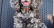 Emmy a rejoint le concours — aidez-le/la à gagner de superbes lots ! dog, curly_coat, pet, portrait, sitting, outdoor, chair, cushion, tongue_out, happy, friendly, black_and_white, gray_fur, long_hair, collar, looking_at_camera, animal, companion, photography, garden