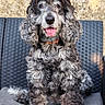 dog, curly_coat, pet, portrait, sitting, outdoor, chair, cushion, tongue_out, happy, friendly, black_and_white, gray_fur, long_hair, collar, looking_at_camera, animal, companion, photography, garden