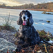Emmy participe au concours pour gagner de l'argent avec cette photo : dog, spaniel, curly_coat, long_hair, black_and_white, tongue_out, sitting, outdoors, frozen_pond, ice, winter, lake, shoreline, rocks, grass, reeds, trees, clouds, nature, portrait