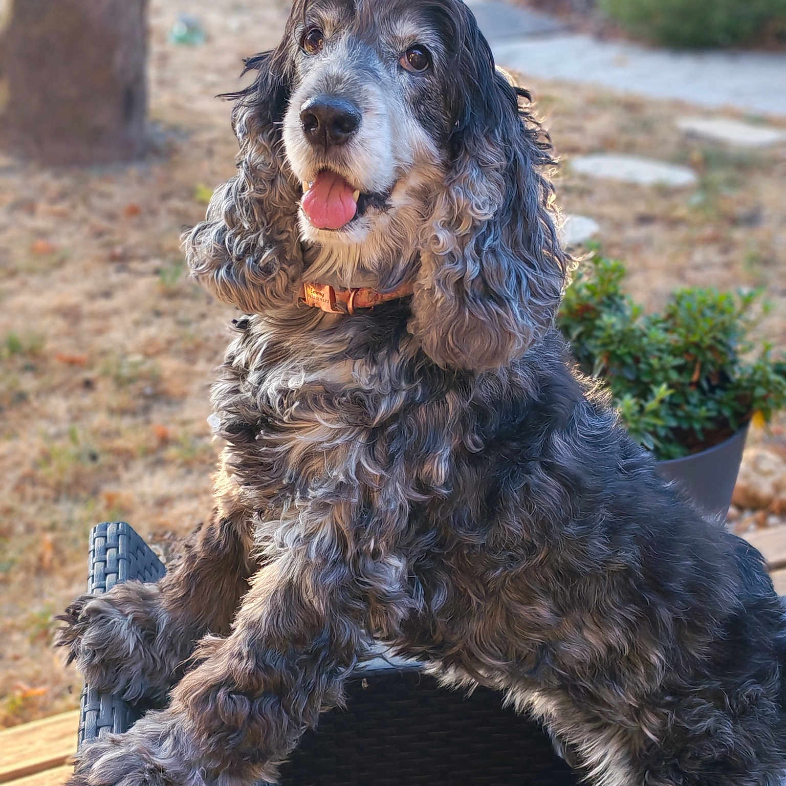 Emmy a rejoint le concours — aidez-le/la à gagner de superbes lots ! dog, pet, portrait, curly_fur, shaggy_fur, black_and_white, brown_fur, floppy_ears, tongue_out, sitting, outdoor, garden, patio, chair, potted_plant, tree, pathway, lawn, collar, happy