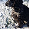 dog, black_dog, white_markings, curly_fur, long_hair, shaggy_coat, snow, winter, outdoor, nature, water, shoreline, grass, snowflakes, standing, profile, animal, pet, portrait, sunlight