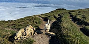 Loulou a rejoint le concours — aidez-le/la à gagner de superbes lots ! adventure, animal, clouds, daytime, dog, grass, hiking, landscape, mountain, nature, outdoor, path, pet, rocks, scenic, sky, sunlight, trail, walking, white_dog