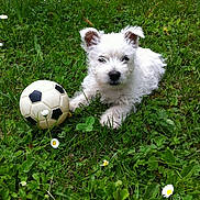 Loulou participe au concours pour gagner de l'argent avec cette photo : adorable, animal, cute, dog, flowers, fluffy, garden, grass, greenery, laying_down, nature, outdoor, pet, playful, puppy, small, soccer_ball, summer, white_fur, young