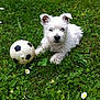 adorable, animal, cute, dog, flowers, fluffy, garden, grass, greenery, laying_down, nature, outdoor, pet, playful, puppy, small, soccer_ball, summer, white_fur, young