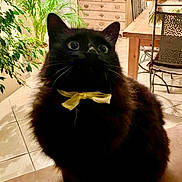 Tobby participe au concours pour gagner de l'argent avec cette photo : cat, black_cat, bow_tie, indoor, plant, furniture, wooden_table, chair, tile_floor, decor, flower_bouquet, cabinet, pet, animal, domestic, cute, fluffy, sitting, wide_eyes, curious