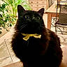 animal, black_cat, bow_tie, cabinet, cat, chair, curious, cute, decor, domestic, flower_bouquet, fluffy, furniture, indoor, pet, plant, sitting, tile_floor, wide_eyes, wooden_table