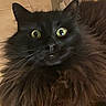 Tobby participe au concours pour gagner de l'argent avec cette photo : cat, black_cat, fluffy_fur, wide_eyes, indoor, pet, curious, animal, feline, close_up, portrait, fur, whiskers, nose, ears, floor_tiles, chair_leg, domestic_animal, alert, cute