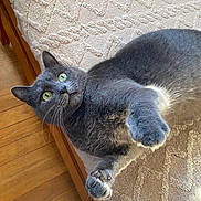 Sushi participe au concours pour gagner de l'argent avec cette photo : cat, gray_cat, pet, indoor, bed, blanket, paws, green_eyes, fur, whiskers, wooden_floor, curious, playful, feline, animal, cozy, resting, texture, closeup, ears
