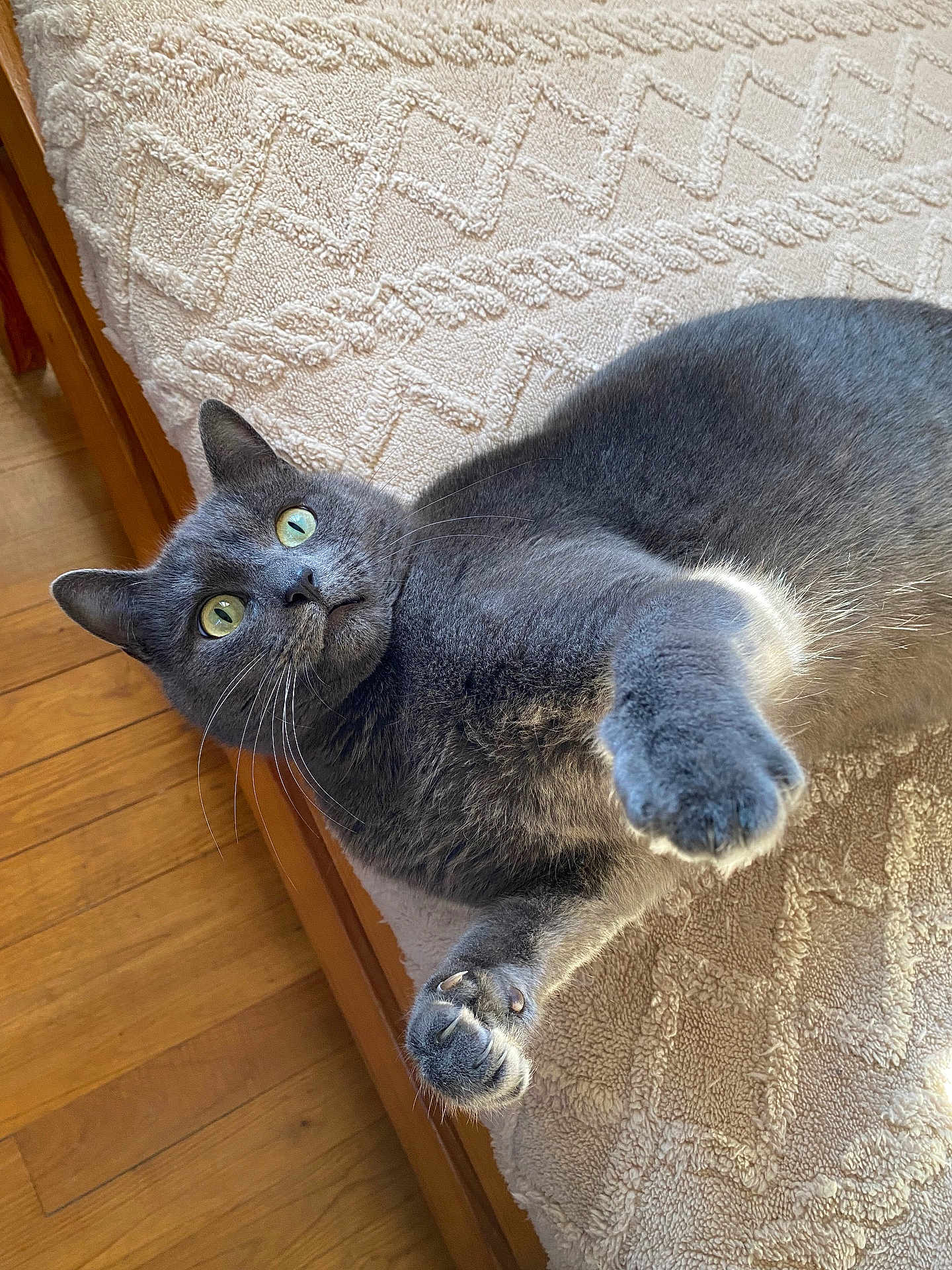 Sushi participe au concours pour gagner de l'argent avec cette photo : cat, gray_cat, pet, indoor, bed, blanket, paws, green_eyes, fur, whiskers, wooden_floor, curious, playful, feline, animal, cozy, resting, texture, closeup, ears