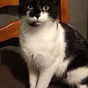 Panda participe au concours pour gagner de l'argent avec cette photo : cat, tuxedo_cat, sitting, wooden_chair, indoor, pet, whiskers, yellow_eyes, black_and_white, fur, portrait, closeup, domestic_cat, paws, gazing, feline, mammal, furniture, cozy, chair_back