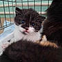 kitten, cat, kitten_face, black_and_white, whiskers, cage, wire_cage, blue_eyes, fur, close_up, pet, animal, indoor, bedding, newborn, mammal, portrait, curious, adult_cat, shelter