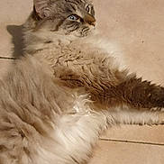 Love participe au concours pour gagner de l'argent avec cette photo : cat, fluffy_cat, blue_eyes, long_hair, lying_down, tile_floor, pet, feline, whiskers, paw, indoor, closeup, relaxed, fur, portrait, domestic_cat, lounging, sleepy, tabby, muzzle
