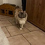 Love participe au concours pour gagner de l'argent avec cette photo : cat, feline, long_haired, fluffy, indoor, tiled_floor, rug, cabinet, furniture, pet, walking, paw, whiskers, home, curious, looking_at_camera, floor_tile, scratching_box, vacuum_cleaner, cozy