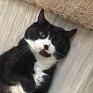 Mitten joined the competition — help win amazing prizes! animal, black_and_white, carpet, cat, closeup, cute, domestic, feline, floor, fur, green_eyes, indoor, looking, lying_down, mammal, pet, playful, portrait, relaxed, whiskers