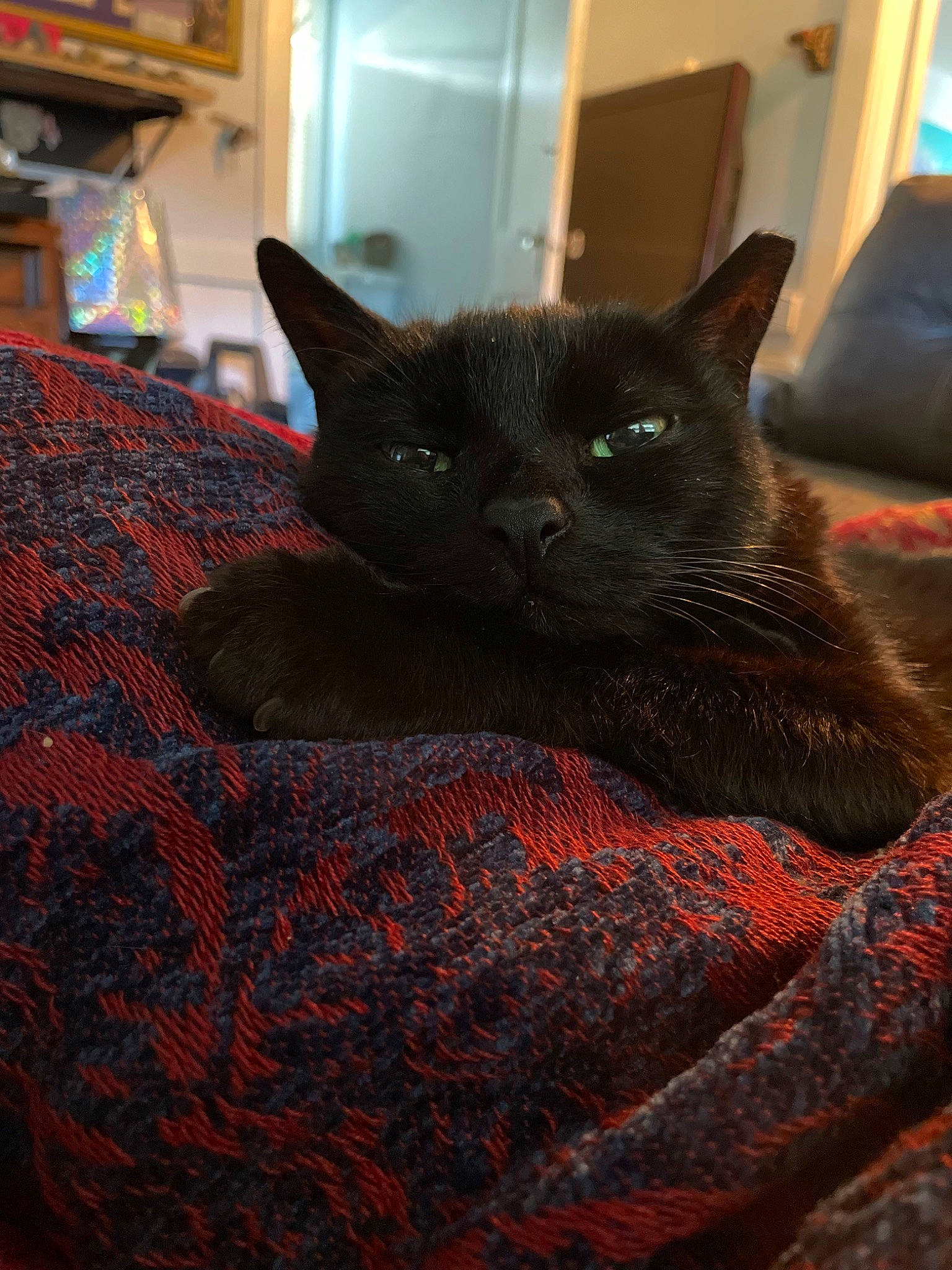 Isla joined the competition — help win amazing prizes! black_cat, bombay, carnivore, cat, cat_supply, claw, comfort, domestic_short_haired_cat, felidae, flooring, fur, grey, linens, pattern, room, small_to_medium_sized_cats, snout, tail, whiskers, wood