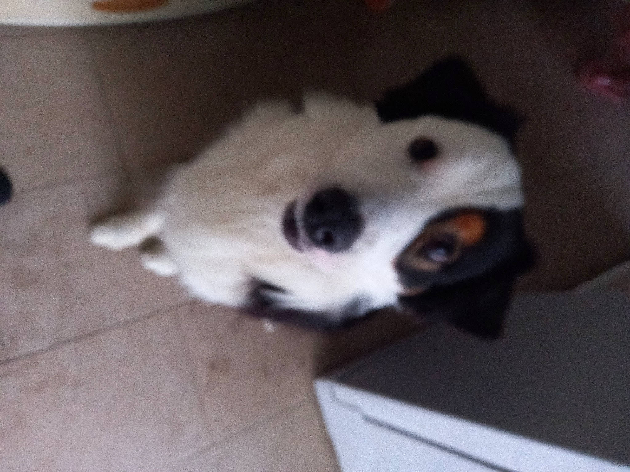 Roby a rejoint le concours — aidez-le/la à gagner de superbes lots ! canidae, carnivore, companion_dog, dog, dog_breed, felidae, flooring, fur, hardwood, non_sporting_group, paw, puppy, small_to_medium_sized_cats, sporting_group, tail, whiskers, wood, working_animal, working_dog