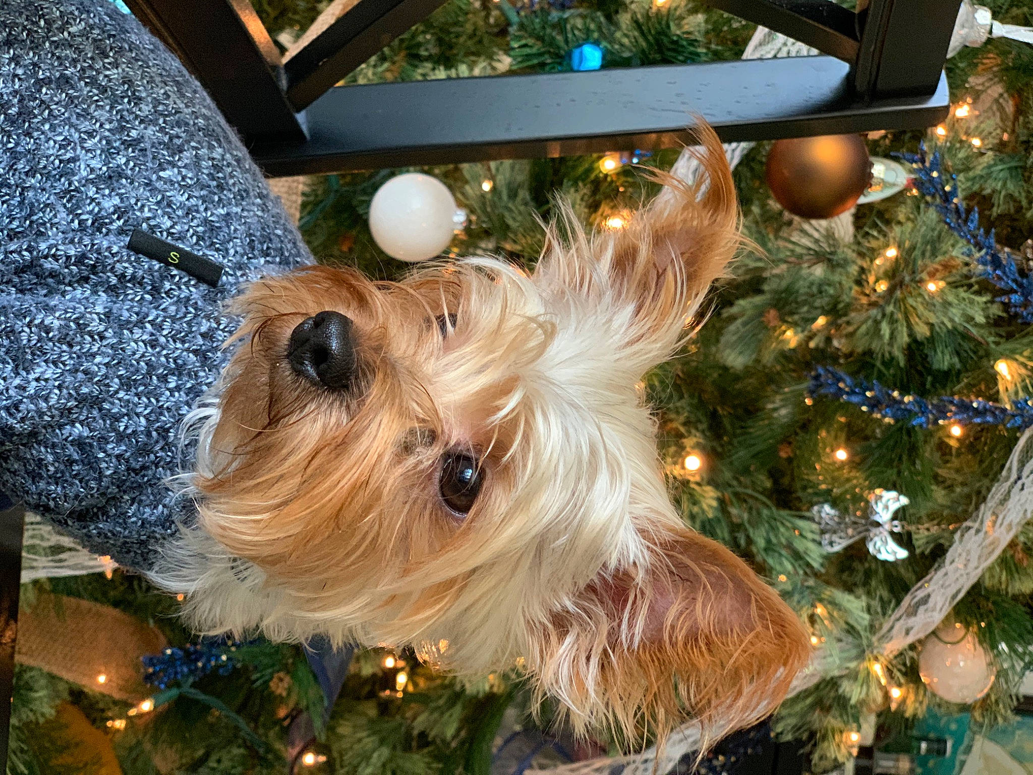 Remington is registered to the contest to win money with this photo: canidae, carnivore, christmas, christmas_decoration, christmas_eve, christmas_ornament, christmas_tree, conifer, dog, dog_breed, dog_clothes, dog_supply, holiday, holiday_ornament, interior_design, pine_family, small_terrier, snout, terrier, toy_dog