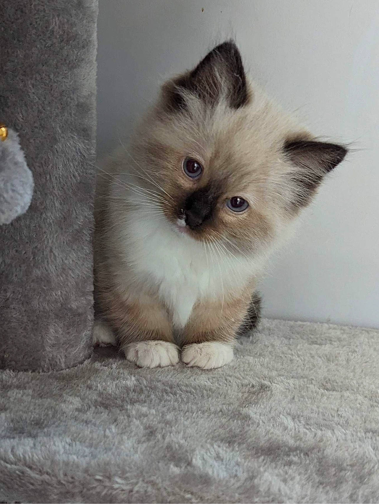 Monty joined the competition — help win amazing prizes! balinese, birman, carnivore, cat, claw, eye, fawn, felidae, flooring, fur, iris, paw, photo_caption, ragdoll, siamese, small_to_medium_sized_cats, snout, tail, terrestrial_animal, whiskers