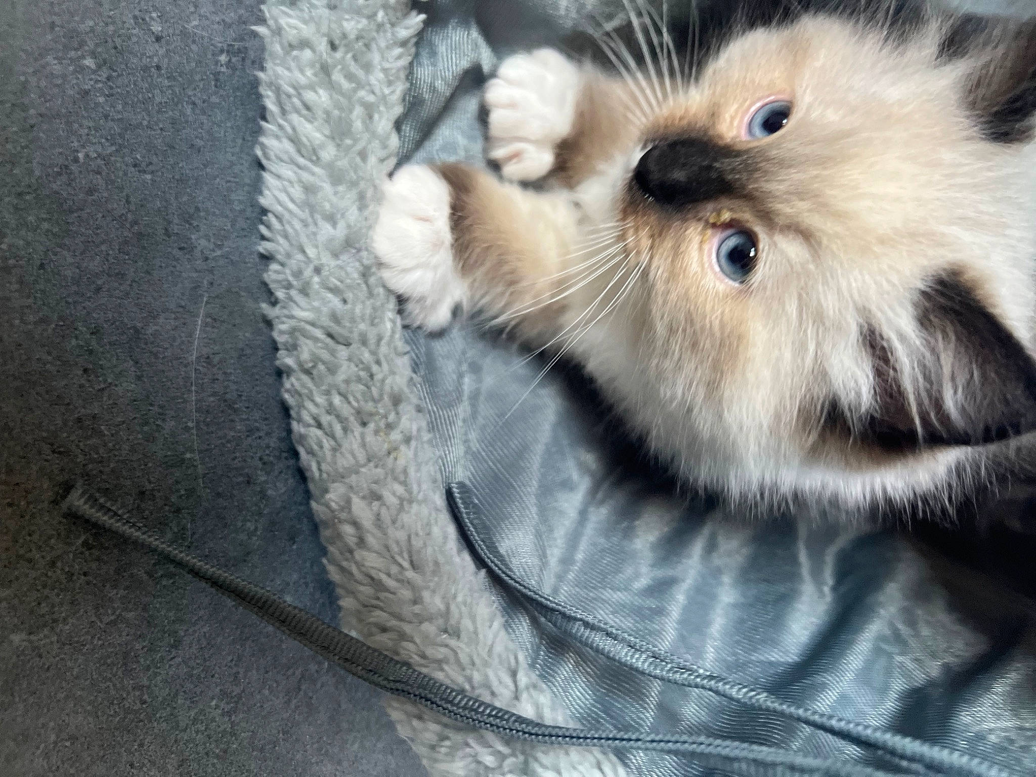 Monty joined the competition — help win amazing prizes! canidae, carnivore, cat, claw, comfort, companion_dog, dog_breed, domestic_short_haired_cat, eye, fawn, felidae, fur, grey, nap, paw, small_to_medium_sized_cats, snout, tail, terrestrial_animal, whiskers