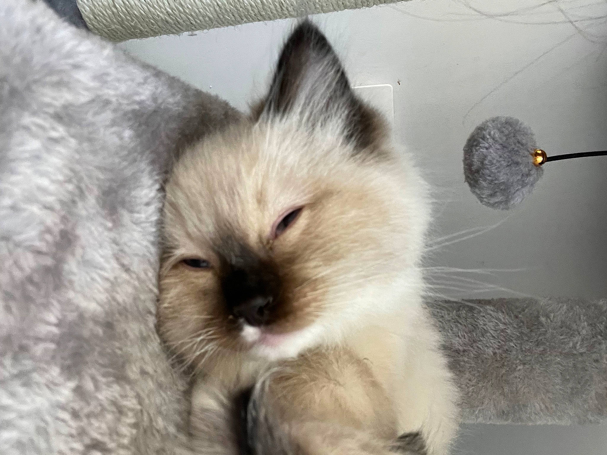 Monty joined the competition — help win amazing prizes! birman, canidae, carnivore, cat, claw, companion_dog, dog_breed, fawn, felidae, fur, paw, small_to_medium_sized_cats, snout, tail, terrestrial_animal, whiskers, wildlife