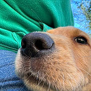 Baxter joined the competition — help win amazing prizes! animal, beagle, bodypart, canine, cockerspaniel, dog, goldenretriever, hound, husky, labradorretriever, mouth, person, pet, puppy, sleeping, snout