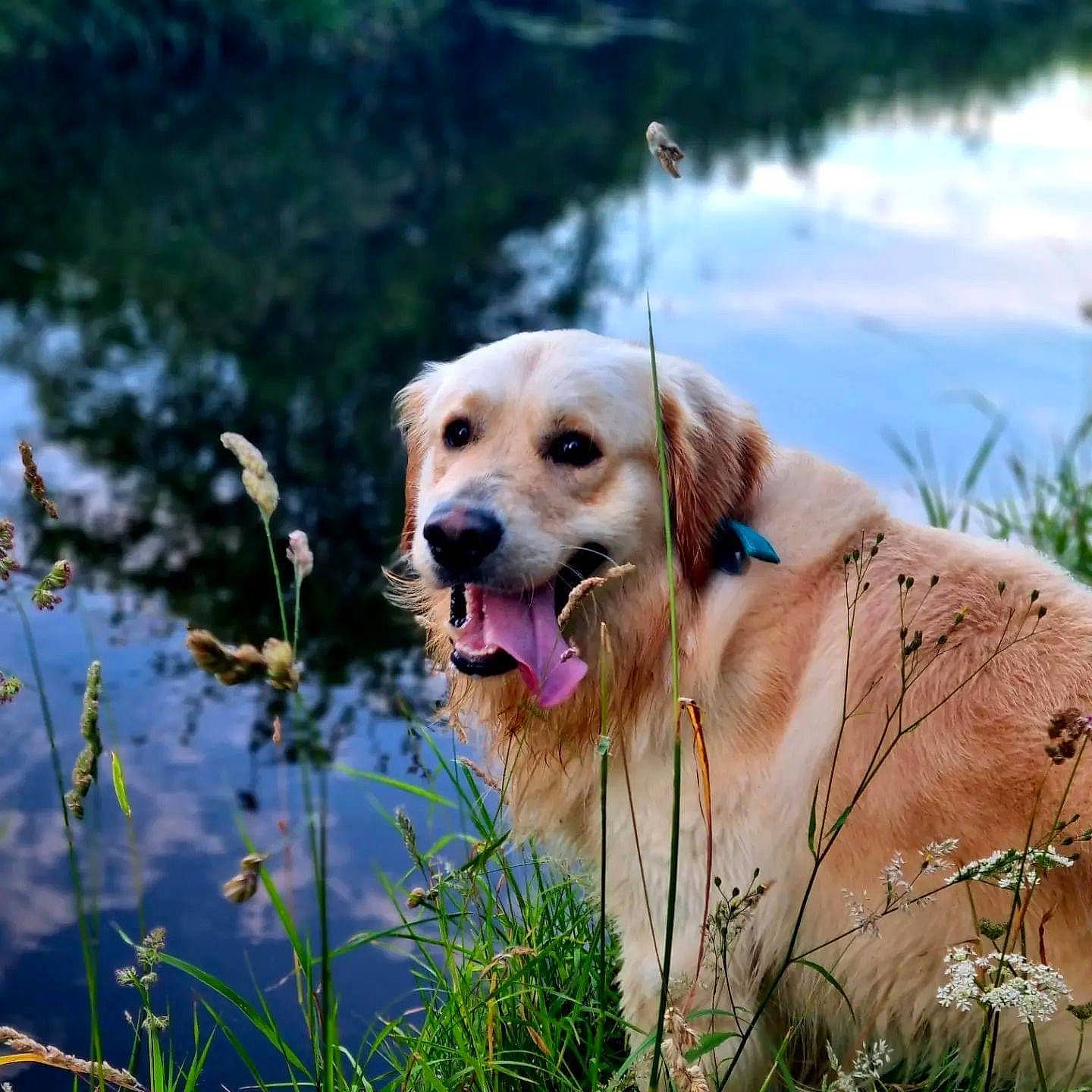 Ollie joined the competition — help win amazing prizes! canidae, carnivore, collar, companion_dog, dog, dog_breed, dog_collar, fawn, grass, gun_dog, happy, lake, natural_landscape, pet_supply, plant, retriever, sporting_group, tree, water, working_animal