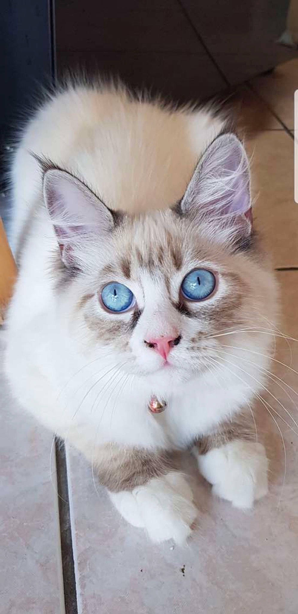 Tiffany participe au concours pour gagner de l'argent avec cette photo : carnivore, cat, domestic_short_haired_cat, fawn, felidae, fur, iris, paw, photo_caption, small_to_medium_sized_cats, snout, whiskers