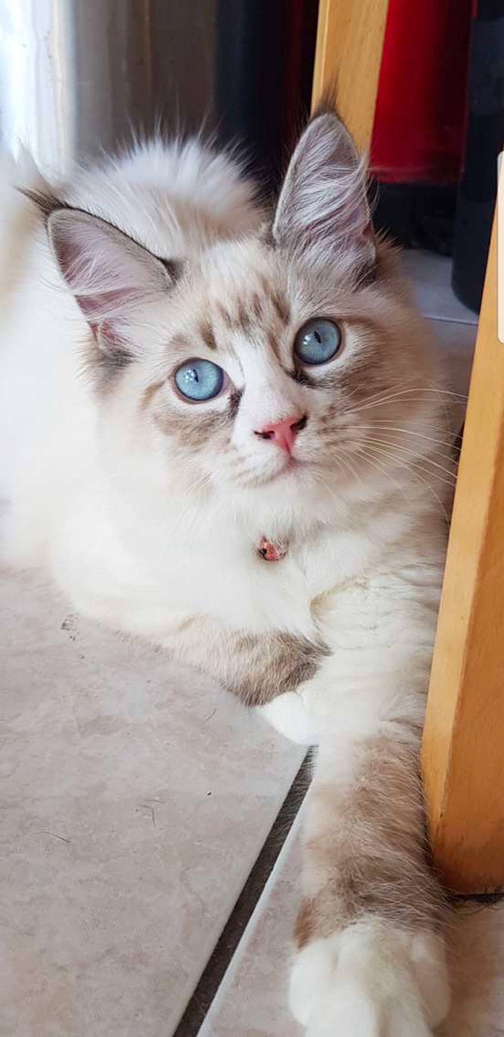 Tiffany participe au concours pour gagner de l'argent avec cette photo : carnivore, cat, domestic_short_haired_cat, fawn, felidae, fur, iris, paw, photo_caption, ragdoll, small_to_medium_sized_cats, snout, whiskers, window