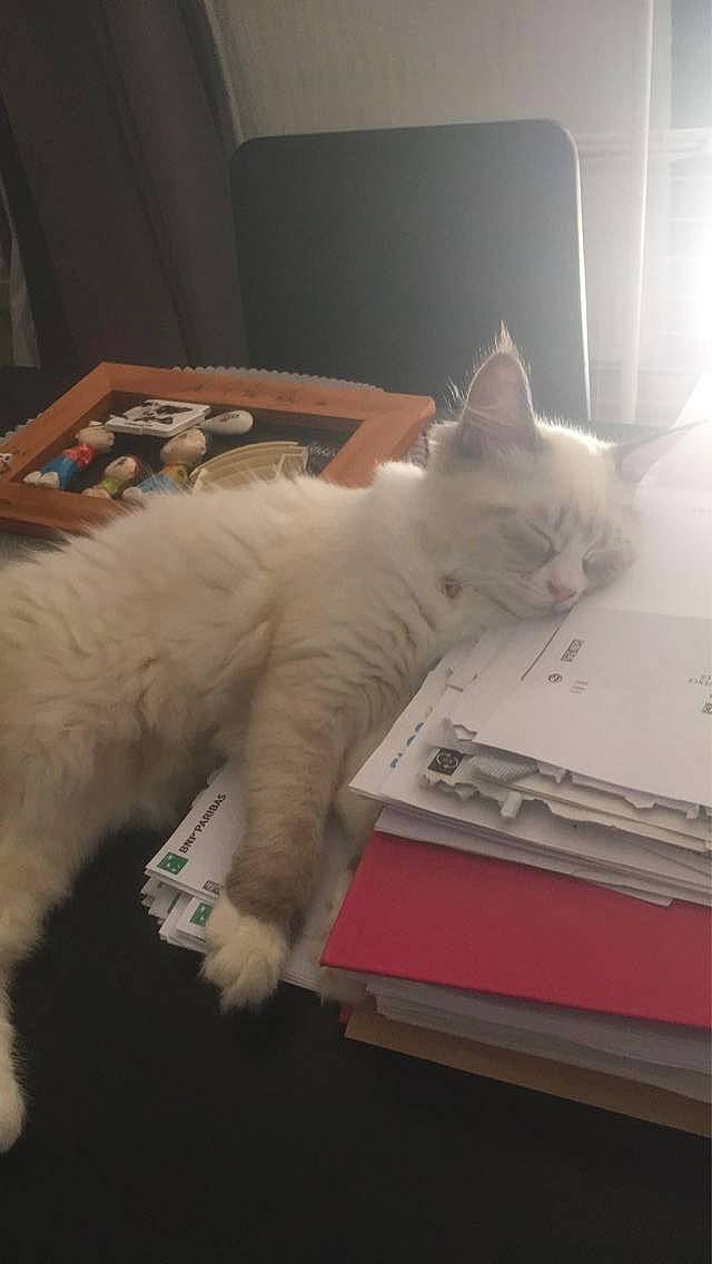 Tiffany participe au concours pour gagner de l'argent avec cette photo : carnivore, cat, claw, comfort, domestic_short_haired_cat, felidae, flooring, fur, hardwood, mammal, paw, room, small_to_medium_sized_cats, tail, whiskers, wood