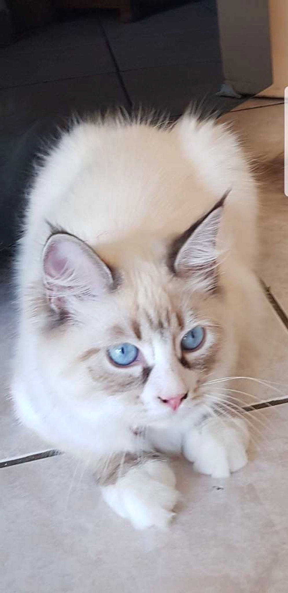 Tiffany a rejoint le concours — aidez-le/la à gagner de superbes lots ! box, carnivore, cat, claw, domestic_short_haired_cat, ear, fawn, felidae, fur, paw, small_to_medium_sized_cats, snout, tail, terrestrial_animal, whiskers