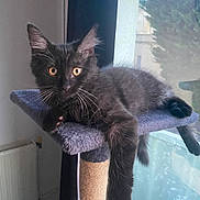 Noctalie participe au concours pour gagner de l'argent avec cette photo : cat, kitten, black_cat, pet, animal, feline, cute, indoor, cat_tree, perch, relaxed, paw, whiskers, window, sunlight, toy, pom_pom, fur, domestic_cat, curious