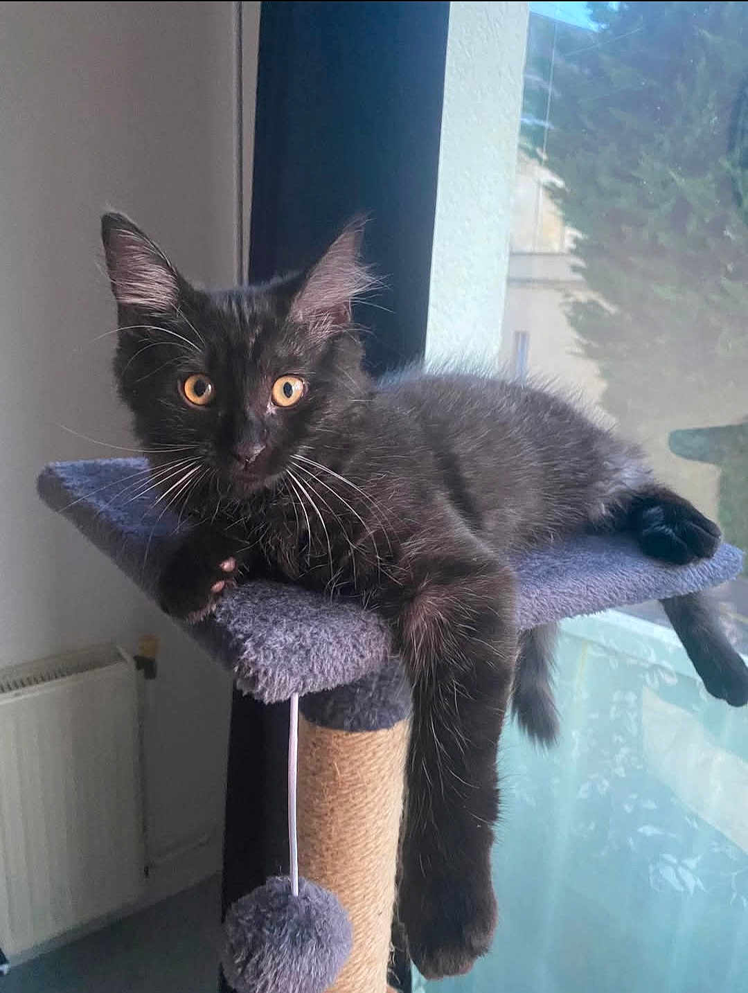 Noctalie participe au concours pour gagner de l'argent avec cette photo : cat, kitten, black_cat, pet, animal, feline, cute, indoor, cat_tree, perch, relaxed, paw, whiskers, window, sunlight, toy, pom_pom, fur, domestic_cat, curious
