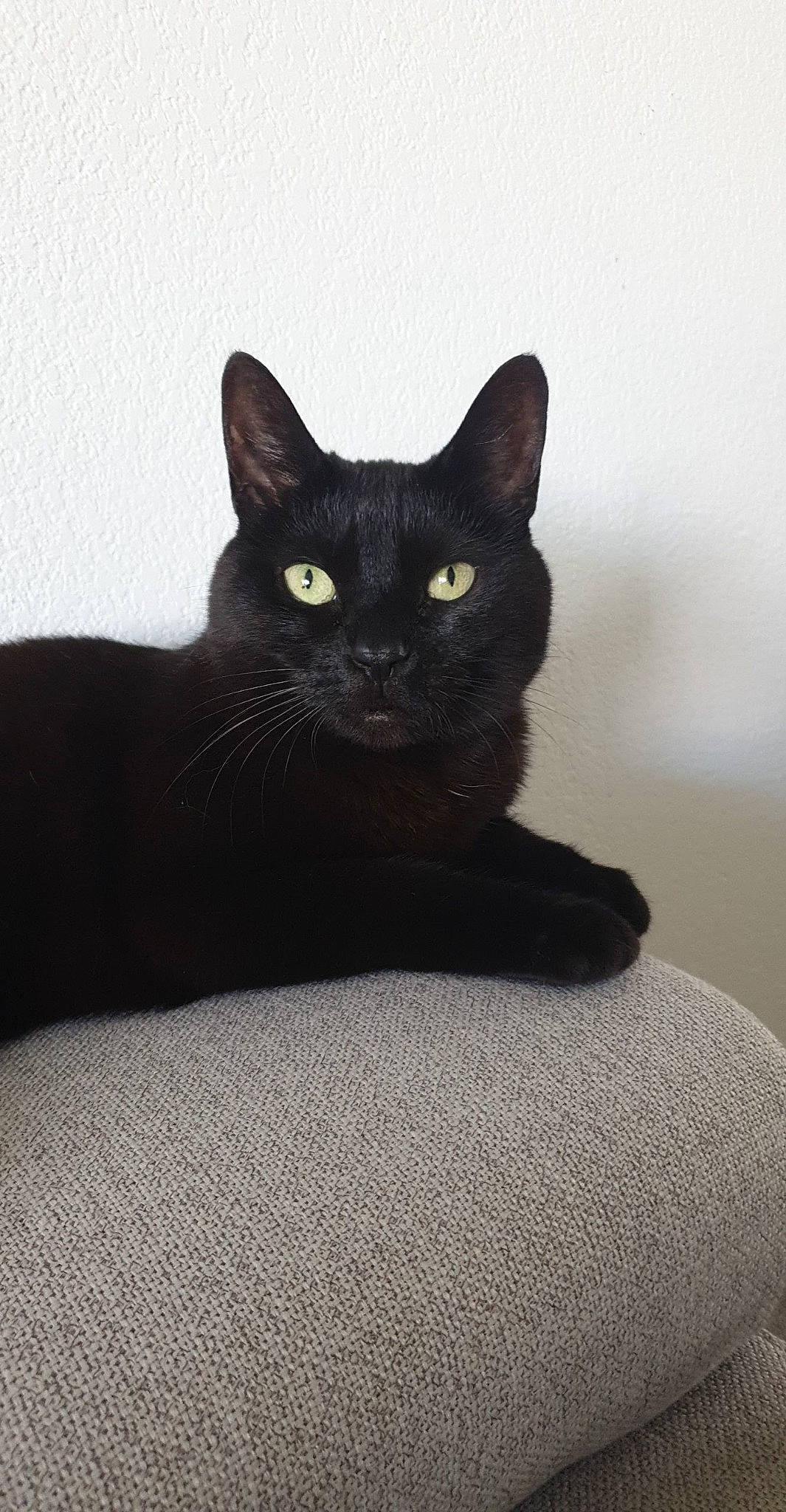 Ciara a rejoint le concours — aidez-le/la à gagner de superbes lots ! asian, black, black_cat, bombay, burmese, carnivore, cat, domestic_short_haired_cat, eye, felidae, mammal, small_to_medium_sized_cats, whiskers