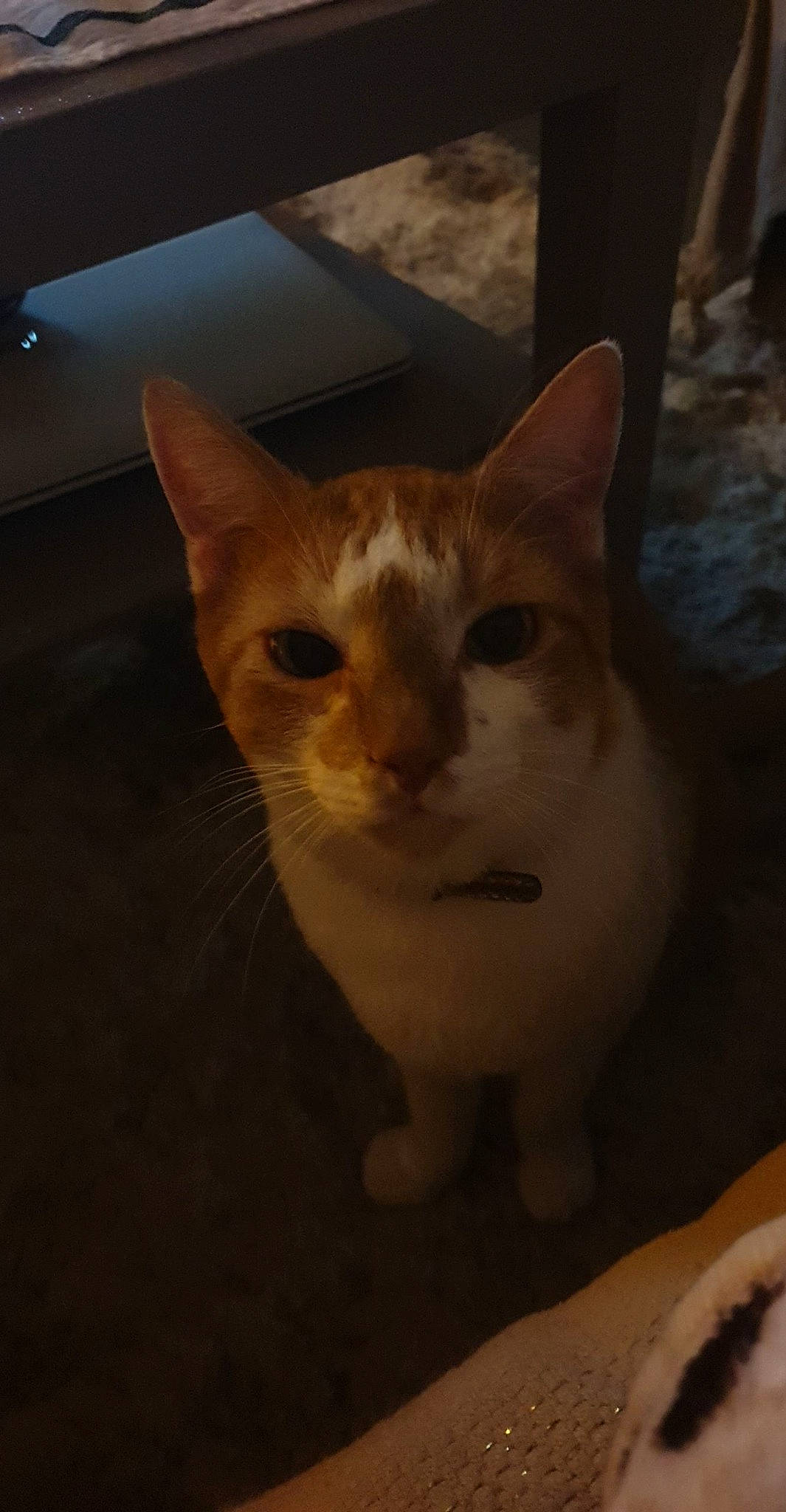 Carambar a rejoint le concours — aidez-le/la à gagner de superbes lots ! aegean_cat, asian, carnivore, cat, ear, european_shorthair, fawn, felidae, kitten, nose, ojos_azules, sky, small_to_medium_sized_cats, snout, whiskers