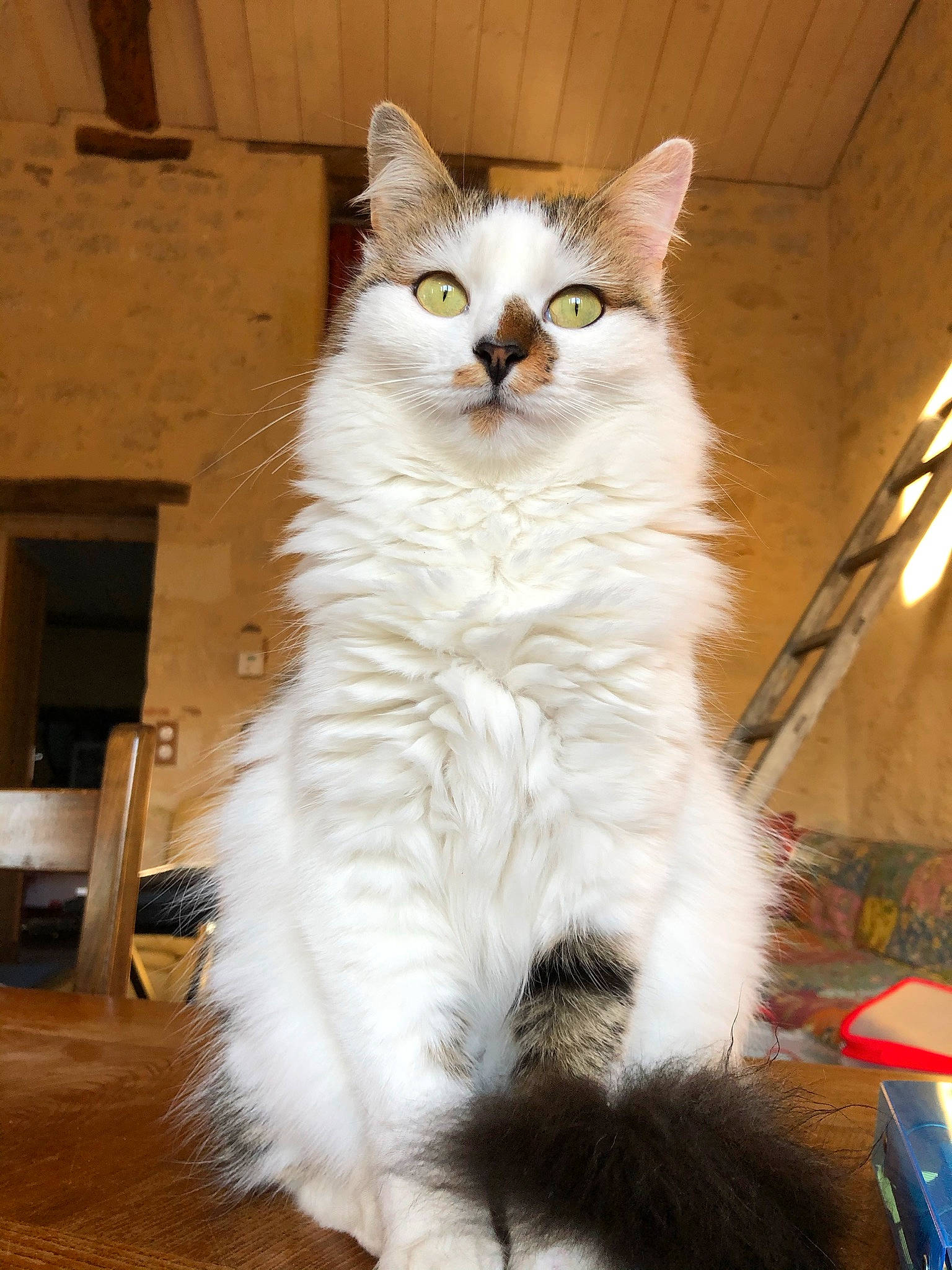 Minette participe au concours pour gagner de l'argent avec cette photo : carnivore, cat, domestic_short_haired_cat, event, felidae, fur, hardwood, iris, paw, small_to_medium_sized_cats, snout, tail, terrestrial_animal, whiskers, window