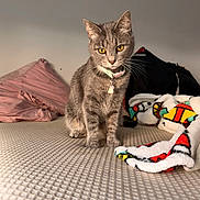 Cooper is registered to the contest to win money with this photo: animal, bed, blanket, cat, collar, cozy, curious, cute, domestic_cat, feline, fur, indoor, pet, pillow, portrait, resting, tabby_cat, texture, whiskers, yellow_eyes