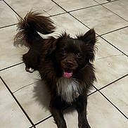 Bean joined the competition — help win amazing prizes! dog, brown, white_chest, tongue_out, tail, floor, tile, happy, pet, animal, indoor, fur, ears, cute, canine, smiling, lying_down, paw, friendly, domestic