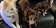 Bean is registered to the contest to win money with this photo: dog, pets, furry, animal, couch, leather, indoor, brown_dog, white_dog, small_dog, fluffy, cute, companions, relaxed, domestic, three_dogs, fur, sitting, alert, friendly