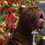 Thor joined the competition — help win amazing prizes! dog, christmas_tree, holiday_decorations, ornaments, lights, indoor, festive, brown_dog, leash, wooden_floor, red_ribbon, green_ornaments, gold_ornaments, pine_tree, decorated_tree, pet, close_up, holiday, celebration, furniture